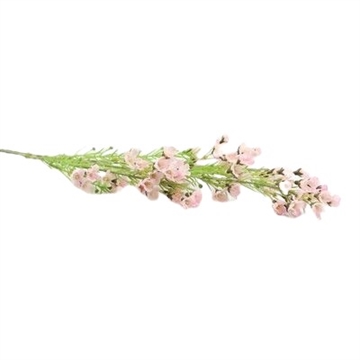 Voksblomster lyserød 68 cm